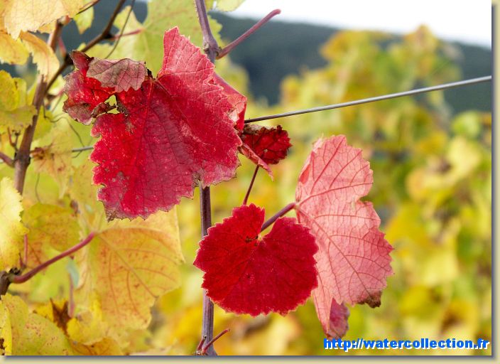 Diapositive suivante